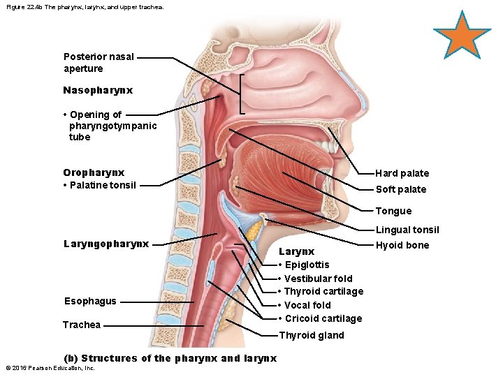 Figure 22. 4 b The pharynx, larynx, and upper trachea. Posterior nasal aperture Nasopharynx