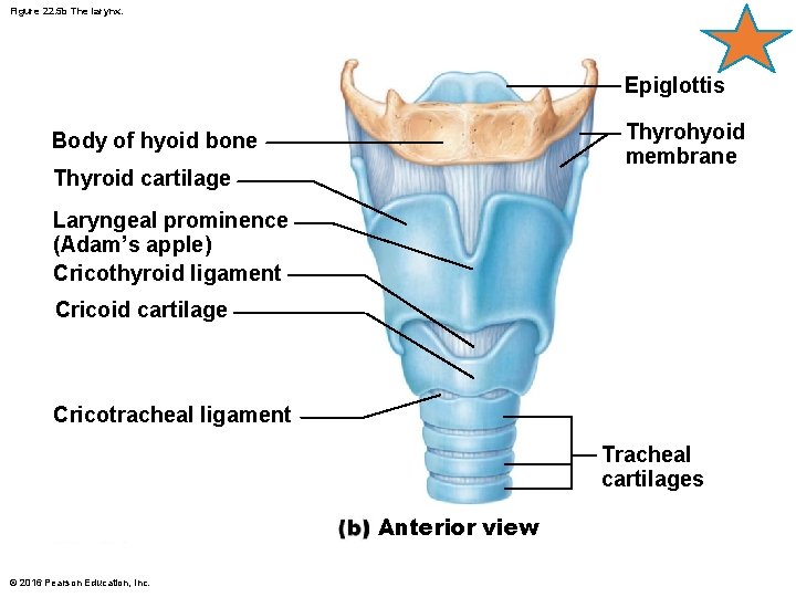 Figure 22. 5 b The larynx. Epiglottis Thyrohyoid membrane Body of hyoid bone Thyroid