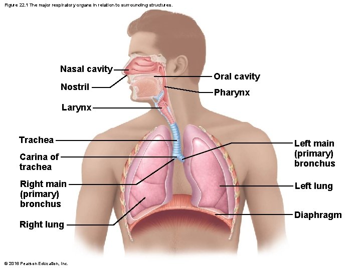 Figure 22. 1 The major respiratory organs in relation to surrounding structures. Nasal cavity