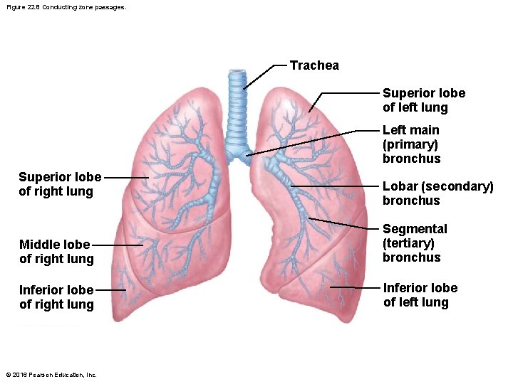 Figure 22. 8 Conducting zone passages. Trachea Superior lobe of left lung Left main