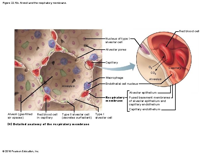 Figure 22. 10 c Alveoli and the respiratory membrane. Red blood cell Nucleus of