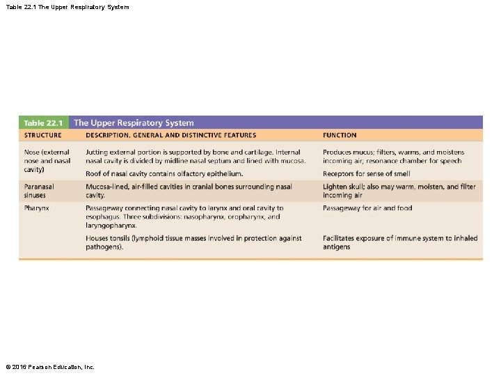 Table 22. 1 The Upper Respiratory System © 2016 Pearson Education, Inc. 