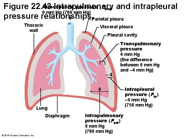 Atmospheric pressure (P ) and intrapleural Figure 22. 13 Intrapulmonary 0 mm Hg (760