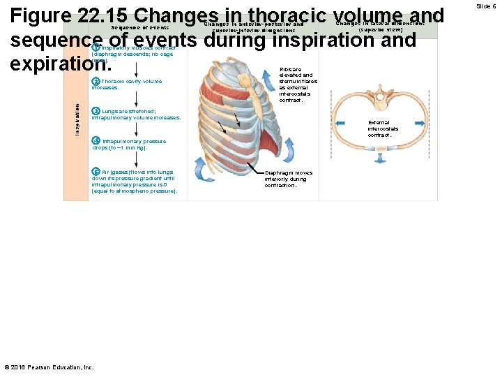 Figure 22. 15 Changes in thoracic volume and sequence of events during inspiration and