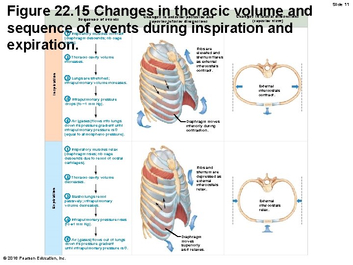 Figure 22. 15 Changes in thoracic volume and sequence of events during inspiration and