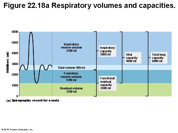 Figure 22. 18 a Respiratory volumes and capacities. 6000 Milliliters (ml) 5000 Inspiratory reserve