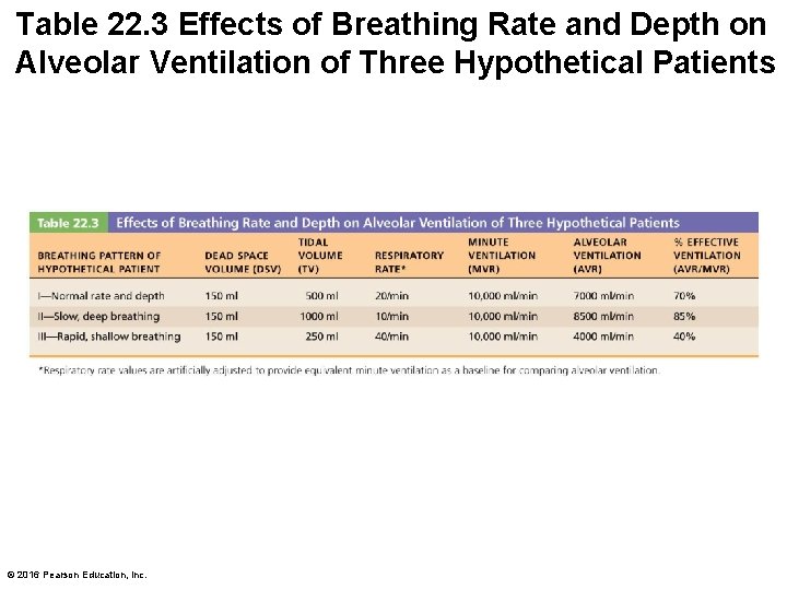 Table 22. 3 Effects of Breathing Rate and Depth on Alveolar Ventilation of Three