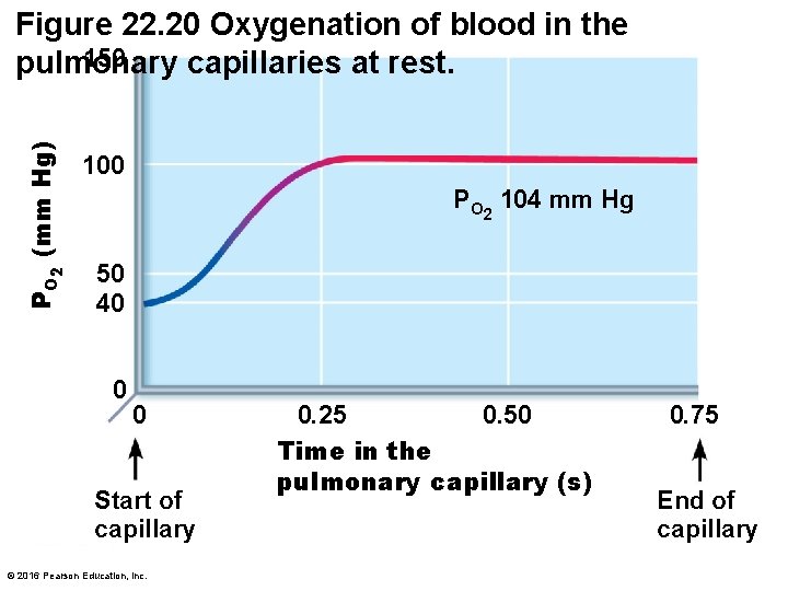 PO 2 (mm Hg) Figure 22. 20 Oxygenation of blood in the 150 pulmonary