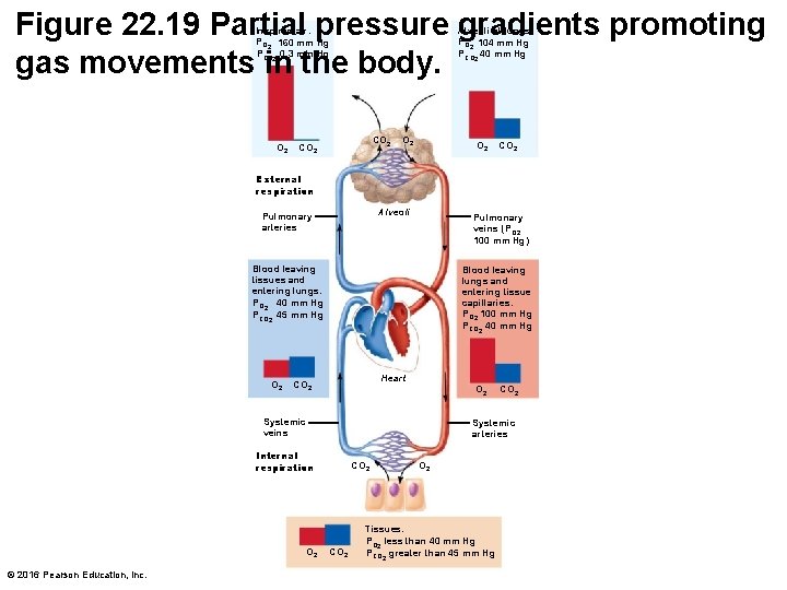 Figure 22. 19 Partial pressure gradients promoting gas movements in the body. Inspired air: