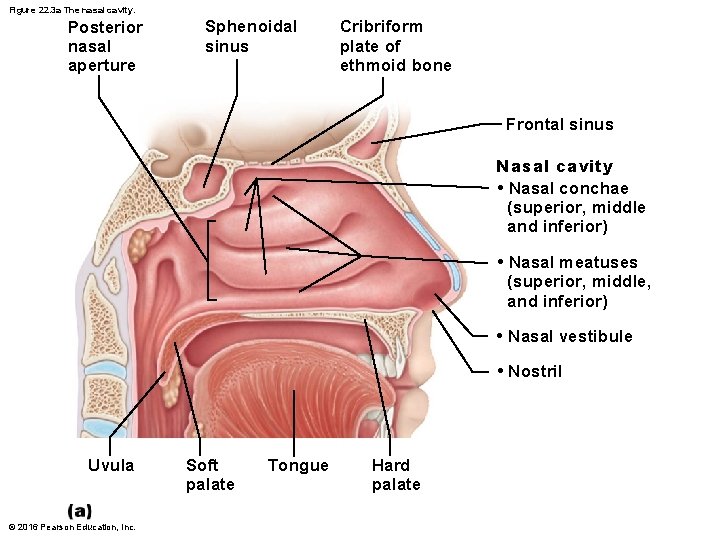Figure 22. 3 a The nasal cavity. Posterior nasal aperture Sphenoidal sinus Cribriform plate