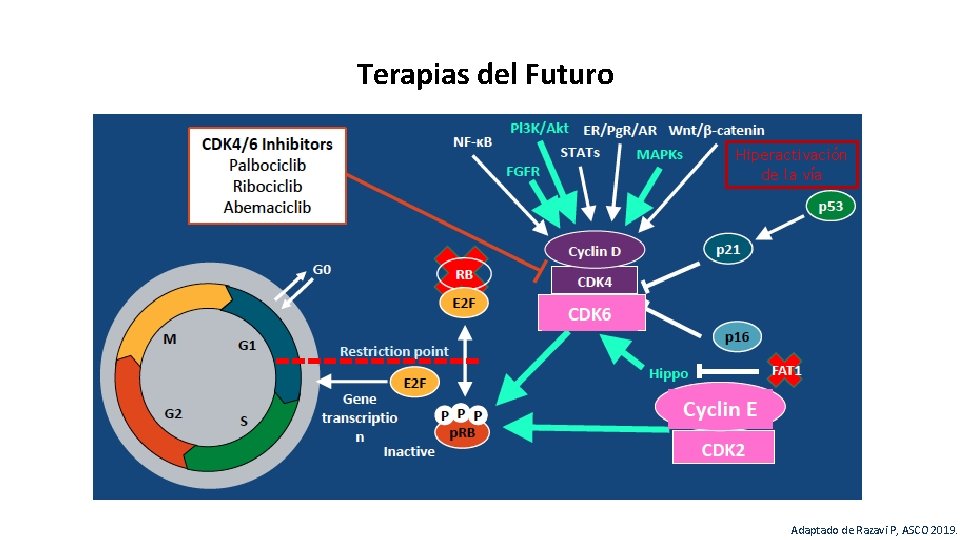 Terapias del Futuro Hiperactivación de la vía 39 Adaptado de Razavi P, ASCO 2019.