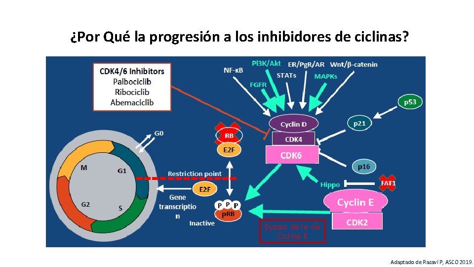 ¿Por Qué la progresión a los inhibidores de ciclinas? Bypass de la vía Ciclina