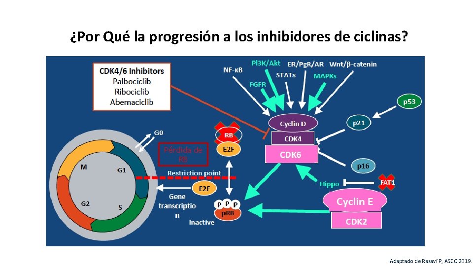 ¿Por Qué la progresión a los inhibidores de ciclinas? Pérdida de RB 46 Adaptado