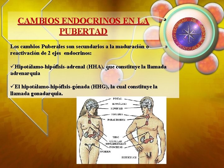 CAMBIOS ENDOCRINOS EN LA PUBERTAD Los cambios Puberales son secundarios a la maduración o