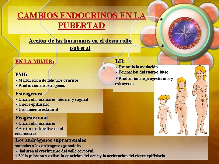 CAMBIOS ENDOCRINOS EN LA PUBERTAD Acción de las hormonas en el desarrollo puberal EN