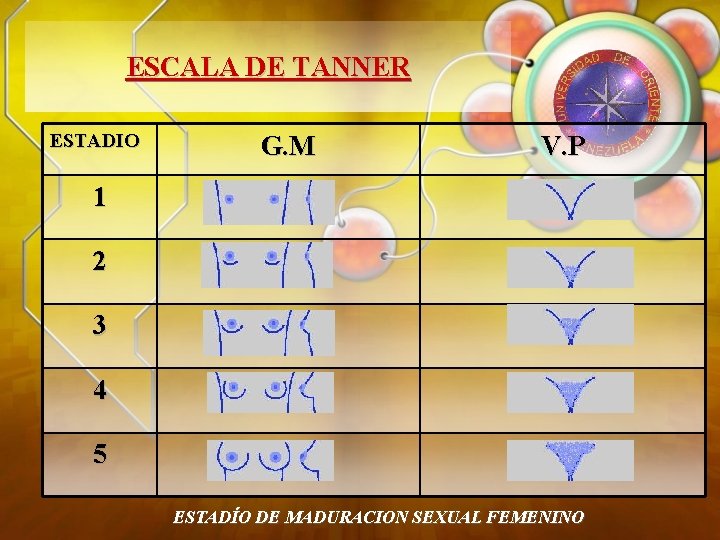 Escala De Tanner