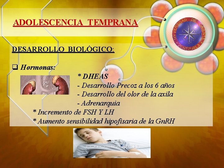 ADOLESCENCIA TEMPRANA DESARROLLO BIOLÓGICO: q Hormonas: * DHEAS - Desarrollo Precoz a los 6