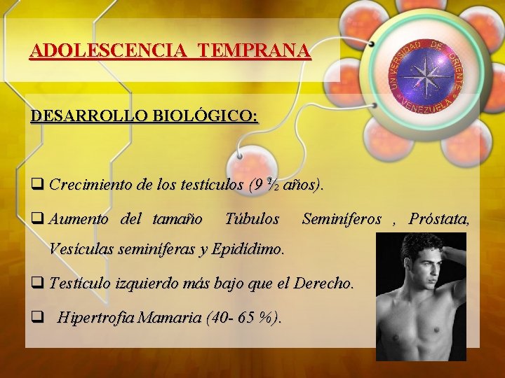 ADOLESCENCIA TEMPRANA DESARROLLO BIOLÓGICO: q Crecimiento de los testículos (9 ½ años). q Aumento