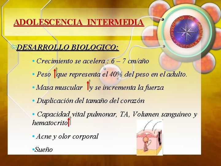 ADOLESCENCIA INTERMEDIA ïDESARROLLO BIOLOGICO: • Crecimiento se acelera : 6 – 7 cm/año •