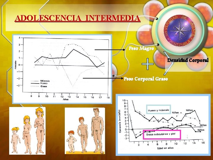 ADOLESCENCIA INTERMEDIA Peso Magro Densidad Corporal Peso Corporal Graso 