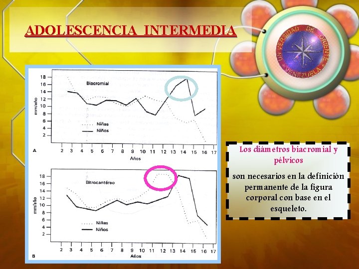 ADOLESCENCIA INTERMEDIA Los diámetros biacromial y pélvicos son necesarios en la definición permanente de