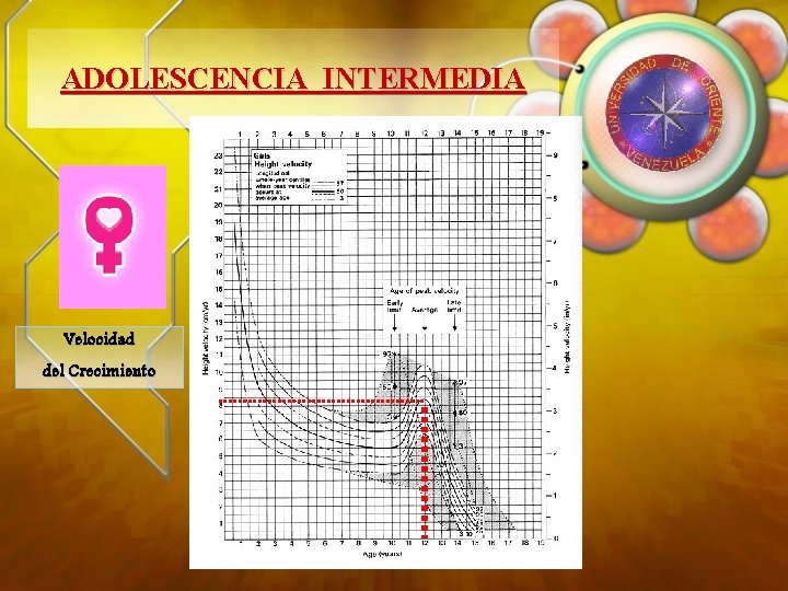 ADOLESCENCIA INTERMEDIA Velocidad del Crecimiento 