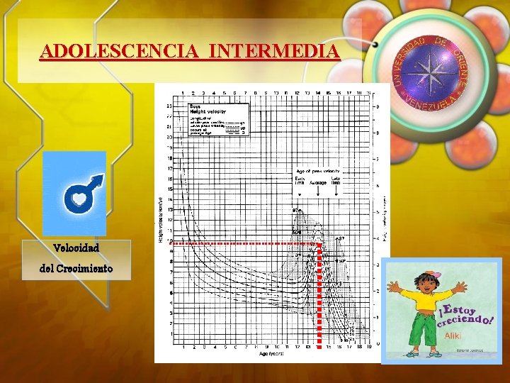 ADOLESCENCIA INTERMEDIA Velocidad del Crecimiento 