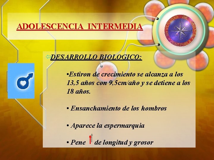 ADOLESCENCIA INTERMEDIA ïDESARROLLO BIOLOGICO: • Estiron de crecimiento se alcanza a los 13, 5