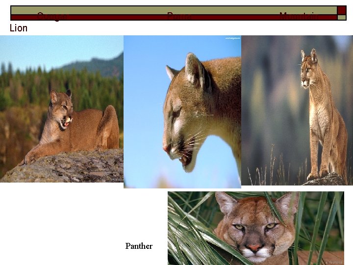 Cougar Puma Lion Panther Mountain 