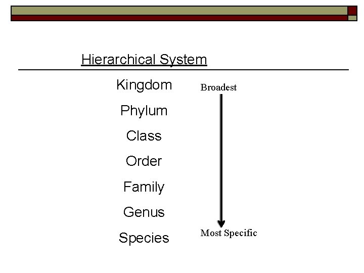 Hierarchical System Kingdom Broadest Phylum Class Order Family Genus Species Most Specific 