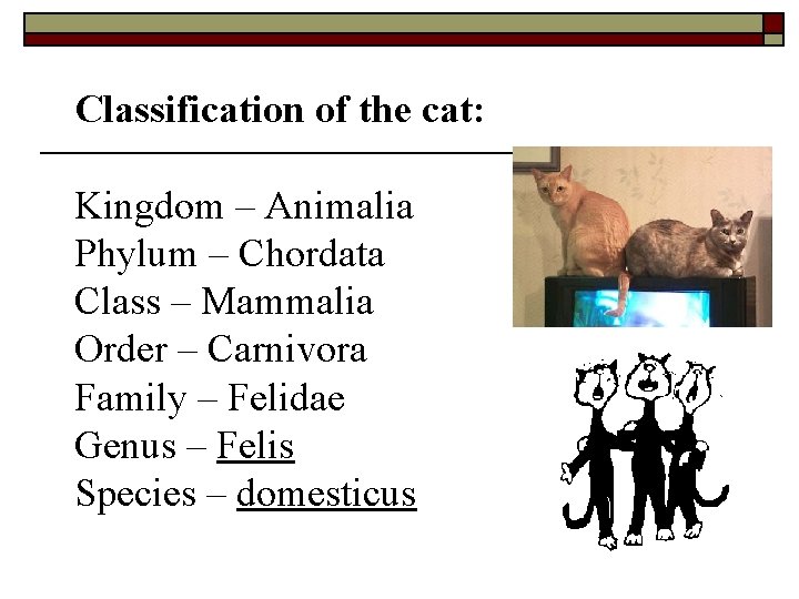 Classification of the cat: Kingdom – Animalia Phylum – Chordata Class – Mammalia Order