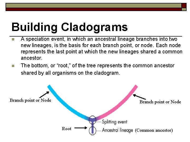 Building Cladograms n n A speciation event, in which an ancestral lineage branches into