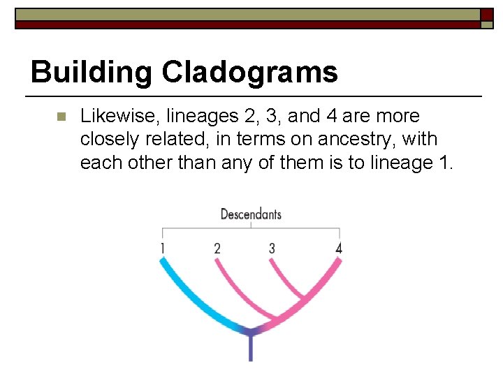 Building Cladograms n Likewise, lineages 2, 3, and 4 are more closely related, in