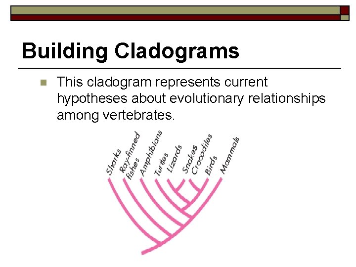 Building Cladograms n This cladogram represents current hypotheses about evolutionary relationships among vertebrates. n