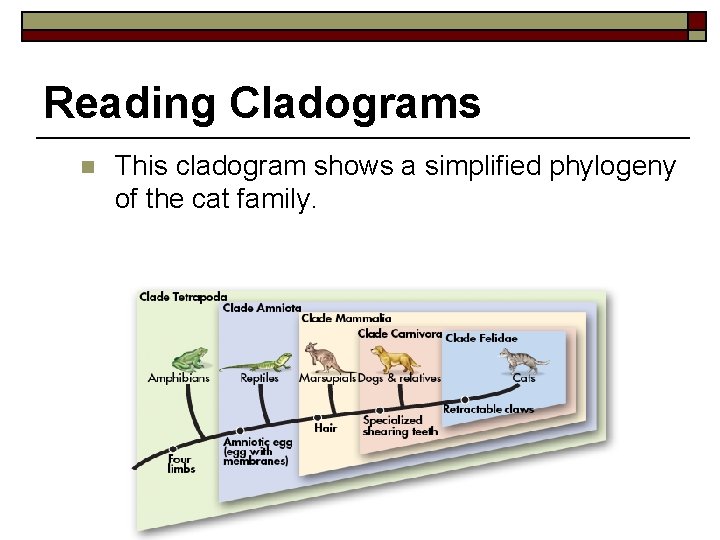 Reading Cladograms n This cladogram shows a simplified phylogeny of the cat family. 