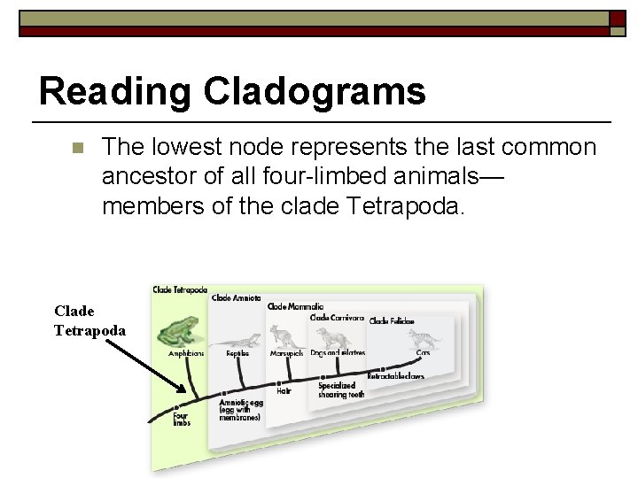 Reading Cladograms n The lowest node represents the last common ancestor of all four-limbed