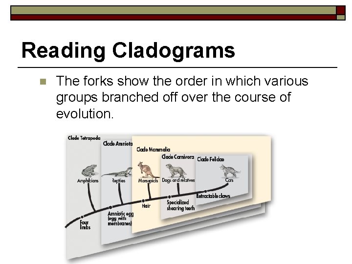 Reading Cladograms n The forks show the order in which various groups branched off