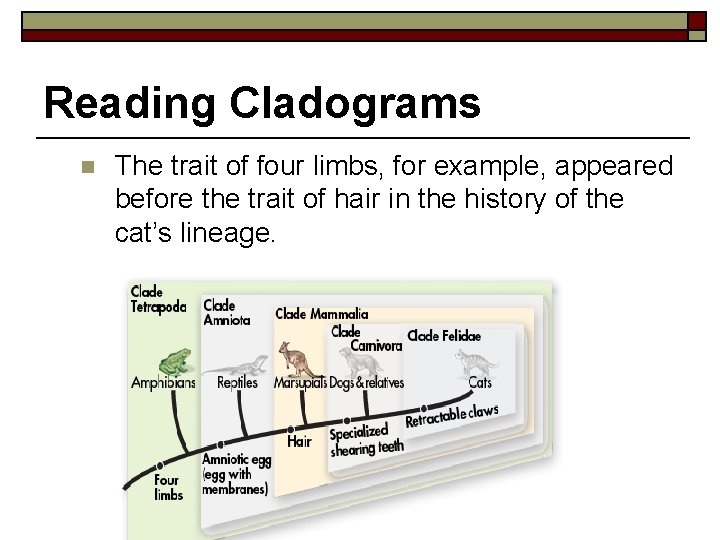 Reading Cladograms n The trait of four limbs, for example, appeared before the trait