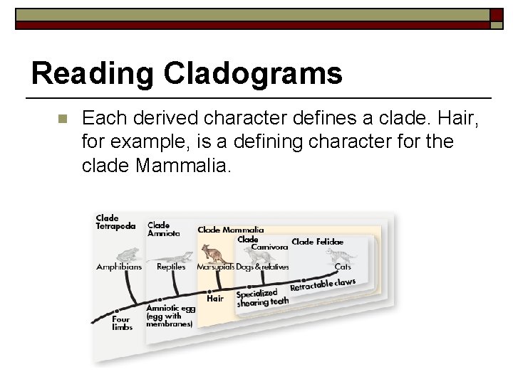 Reading Cladograms n Each derived character defines a clade. Hair, for example, is a