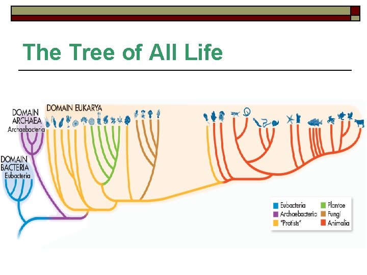 The Tree of All Life 