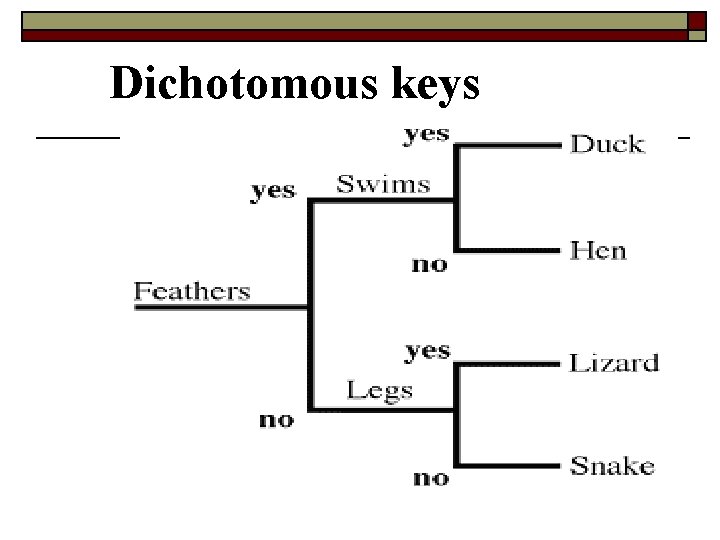Dichotomous keys 