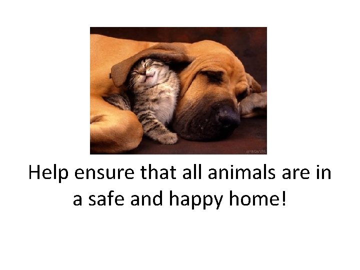 Help ensure that all animals are in a safe and happy home! 