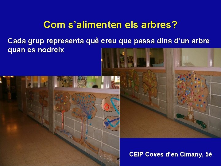 Com s’alimenten els arbres? Cada grup representa què creu que passa dins d’un arbre