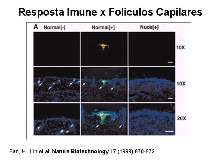 Resposta Imune x Folículos Capilares Fan, H. ; Lin et al. Nature Biotechnology 17 Resposta Imune x Folículos Capilares Fan, H. ; Lin et al. Nature Biotechnology 17