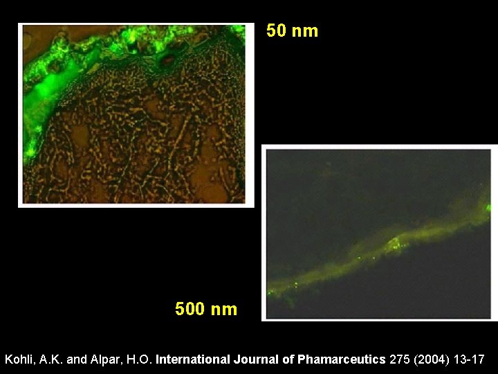 50 nm 500 nm Kohli, A. K. and Alpar, H. O. International Journal of 50 nm 500 nm Kohli, A. K. and Alpar, H. O. International Journal of
