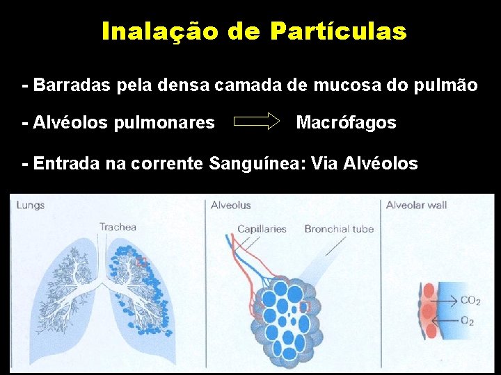 Inalação de Partículas - Barradas pela densa camada de mucosa do pulmão - Alvéolos Inalação de Partículas - Barradas pela densa camada de mucosa do pulmão - Alvéolos