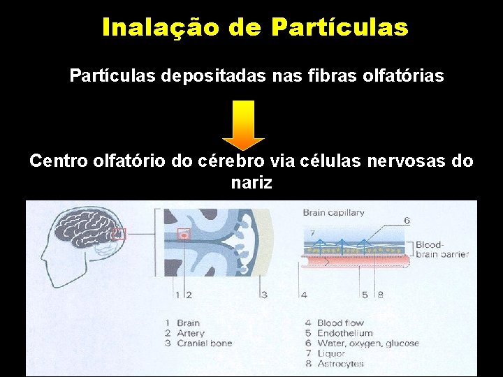 Inalação de Partículas depositadas nas fibras olfatórias Centro olfatório do cérebro via células nervosas Inalação de Partículas depositadas nas fibras olfatórias Centro olfatório do cérebro via células nervosas
