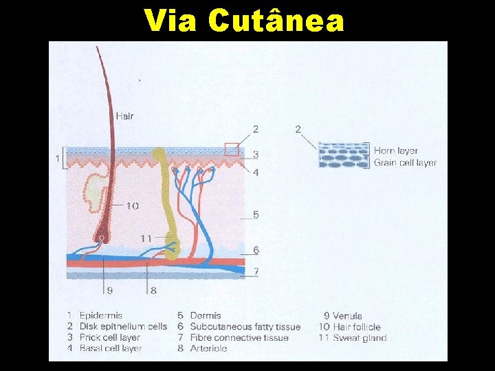 Via Cutânea Via Cutânea