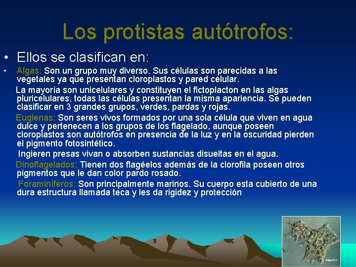 Los protistas autótrofos: • Ellos se clasifican en: • Algas: Son un grupo muy