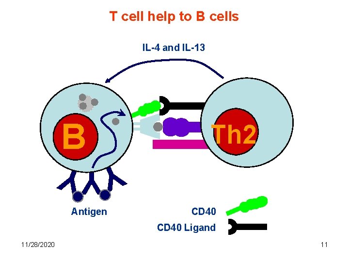 T cell help to B cells IL-4 and IL-13 B Th Th 2 YYY